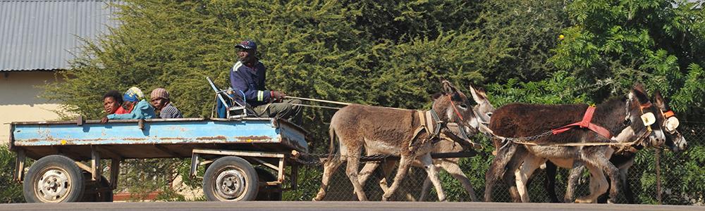 Global Health people in wagon with donkeys